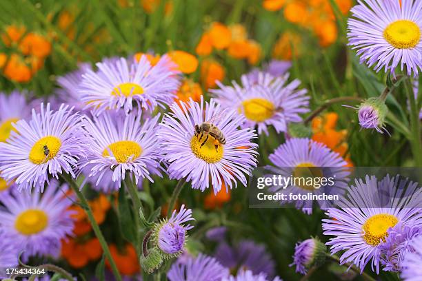 busy bee on michaelmas daisy - aster stock pictures, royalty-free photos & images
