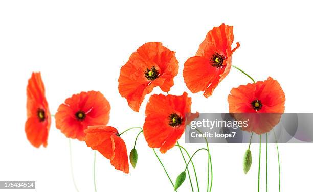 red poppies - kornblume stock-fotos und bilder