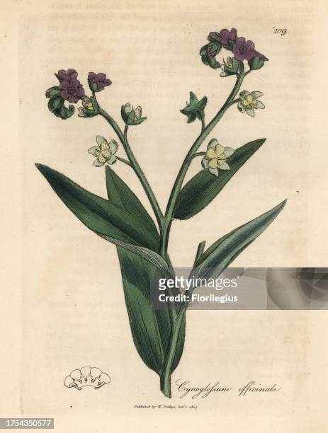 Hound's tongue, Cynoglossum officinale. Handcoloured copperplate engraving from a botanical illustration by James Sowerby from William Woodville and...