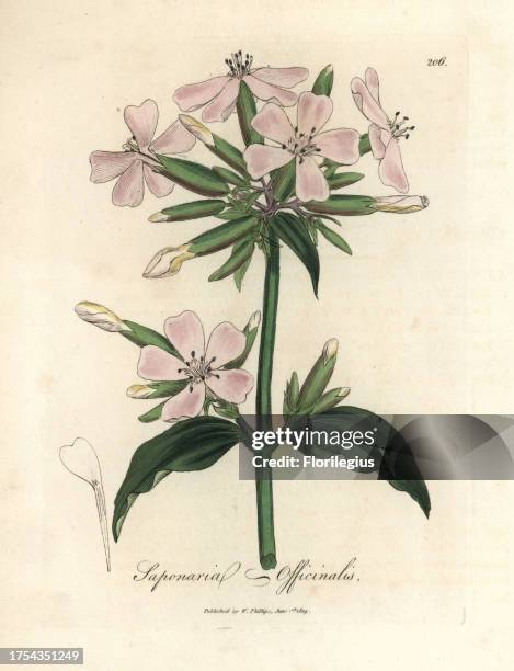 Soapwort, Saponaria officinalis. Handcoloured copperplate engraving from a botanical illustration by James Sowerby from William Woodville and Sir...