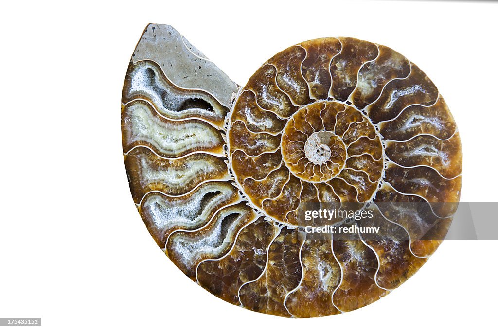 Wunderschöne Ammonit Fossil-Shell, isoliert auf weiss