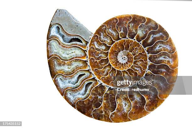 beautiful ammonite fossil shell isolated on white - fossil stock pictures, royalty-free photos & images