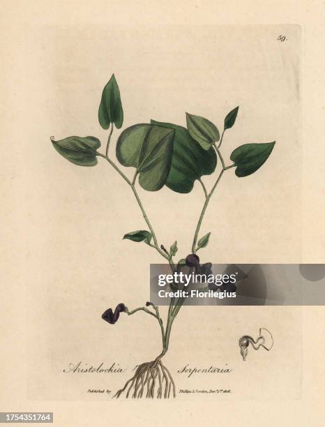 Snake-root birthwort, Aristolochia serpentaria. Handcoloured copperplate engraving from a botanical illustration by James Sowerby from William...