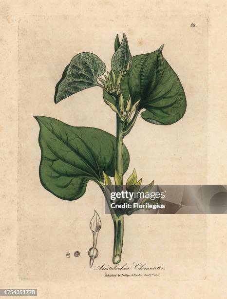 Climbing birthwort, Aristolochia clematitis. Handcoloured copperplate engraving from a botanical illustration by James Sowerby from William Woodville...