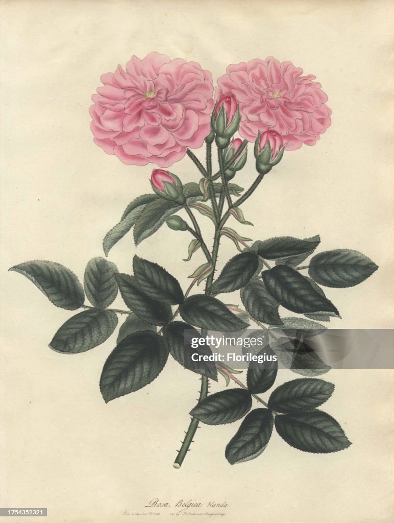 Rosa Belgica blanda from Henry Andrews 'Roses,' London, 1805