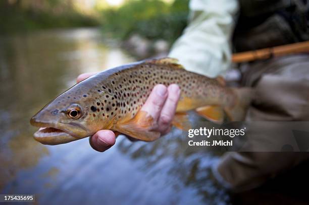 man holding brown trout before releasing it. - brown trout stock pictures, royalty-free photos & images