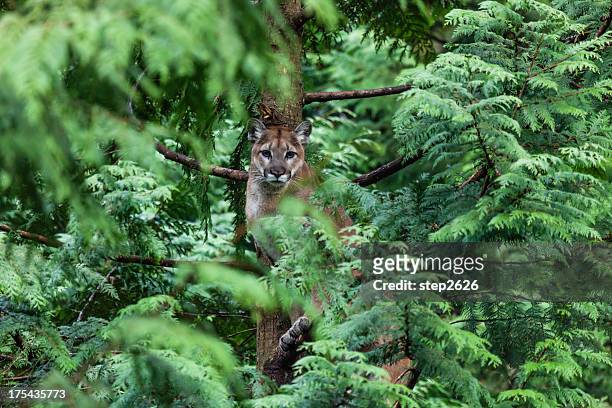 cougar in a cedar tree - puma stockfoto's en -beelden