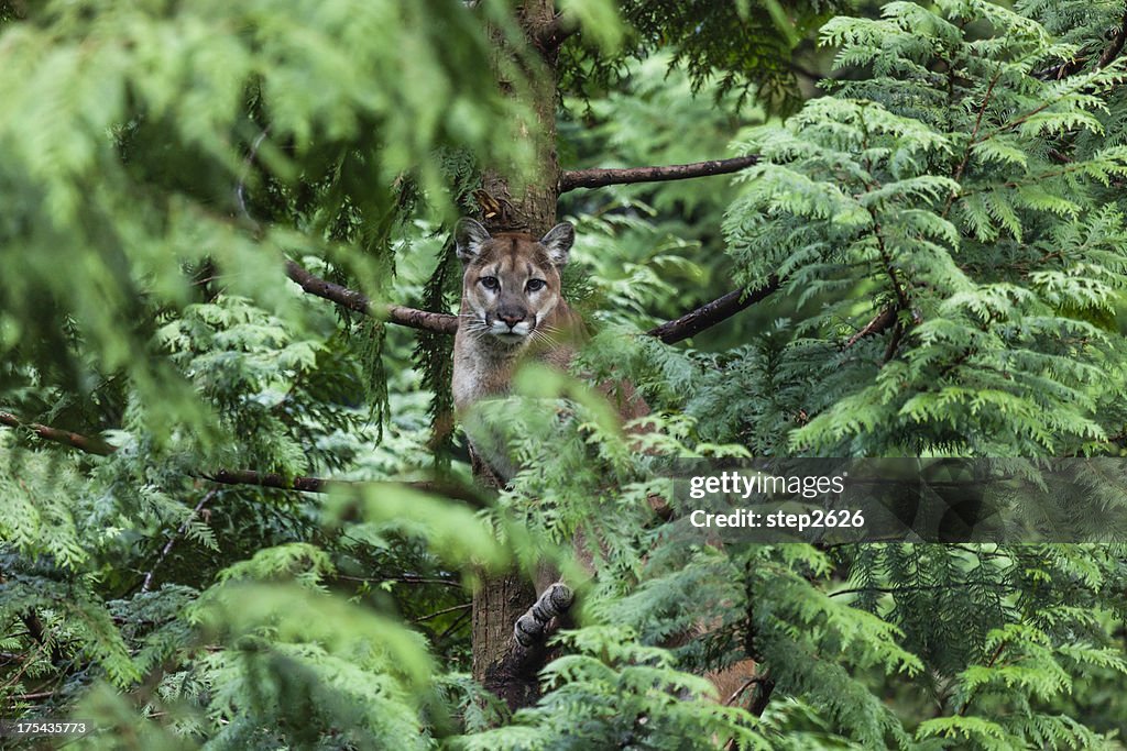 Cougar in a Cedar Tree