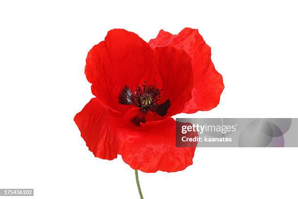 red poppy - poppy stock pictures, royalty-free photos & images