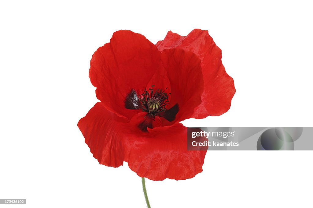 Red Poppy