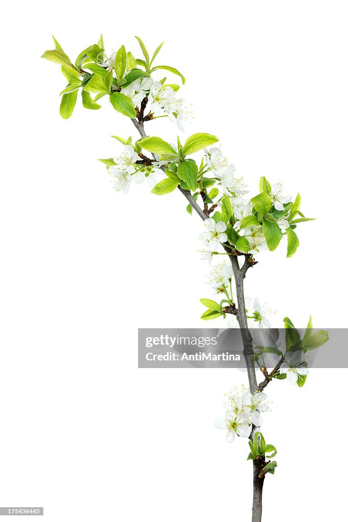 Twig of cherry blossoms isolated on white