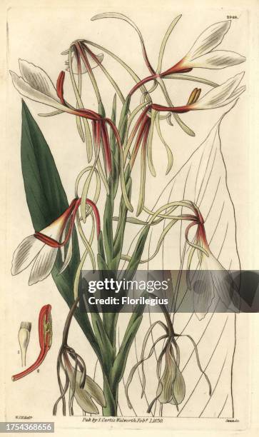 Hedychium acuminatum. Illustration drawn by William Jackson Hooker, engraved by Swan. Handcolored copperplate engraving from William Curtis's 'The...