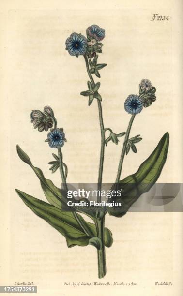 Madeira hound's tongue, Cynoglossum pictum. Handcoloured copperplate engraving drawn by John Curtis and engraved by Weddell from 'Curtis's Botanical...