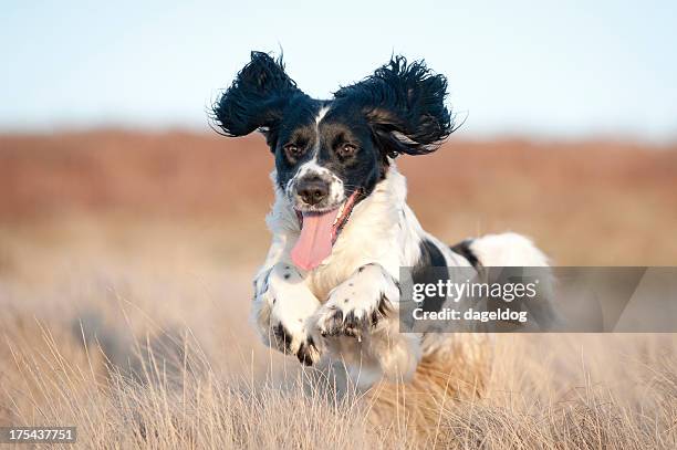 young spaniel off leash - springer spaniel stock pictures, royalty-free photos & images