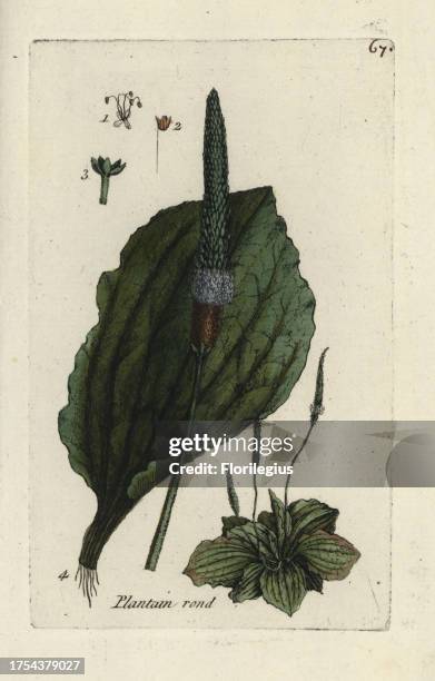 Common plantain, Plantago major. Handcoloured botanical drawn and engraved by Pierre Bulliard from his own 'Flora Parisiensis,' 1776, Paris, P.F....