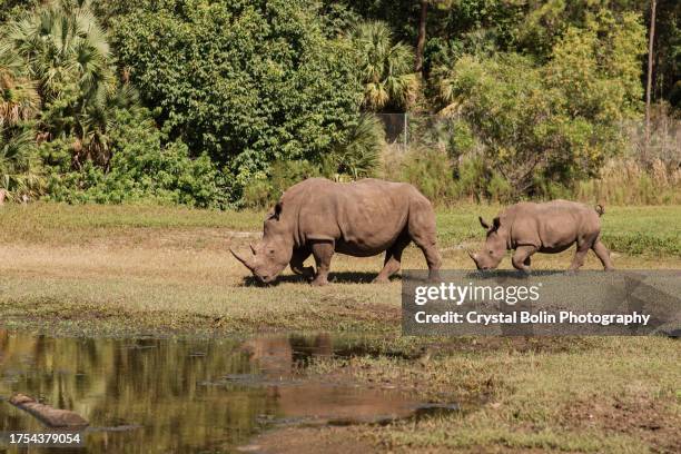 southern white rhinoceros grazing and drinking water from a lake in a field surround by lush trees in south florida in the fall of 2023 - sydlig vit noshörning bildbanksfoton och bilder