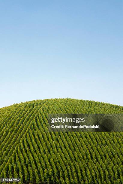 eucalipto - árbol de eucalipto fotografías e imágenes de stock