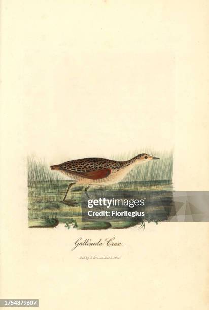 Corn crake, Crex crex. Handcoloured copperplate drawn and engraved by George Graves from his own 'British Ornithology,' Walworth, 1821. Graves was a...