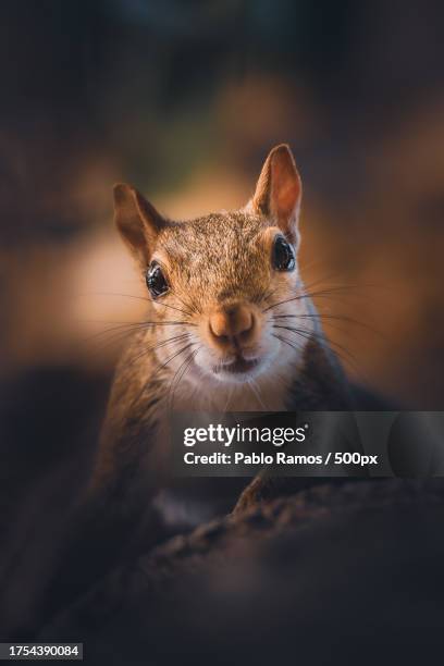 close-up portrait of gray squirrel on rock,united states,usa - florida estados unidos ストックフォトと画像