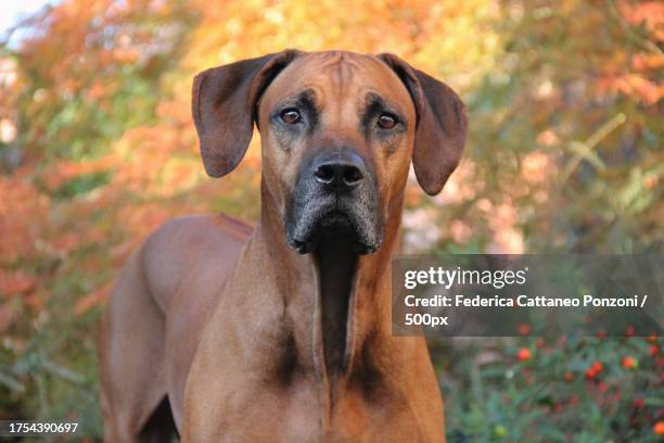 Pure Ridgeback Dog 1,054 Rhodesian Ridgeback Stock Photos, High-Res Pictures, and Images ...