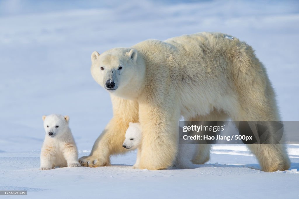 Two polar bears play fight