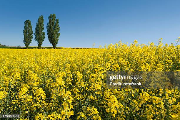 Canola Raps 669 The An Field Rap Stock Photos, High-Res Pictures, and Images ...