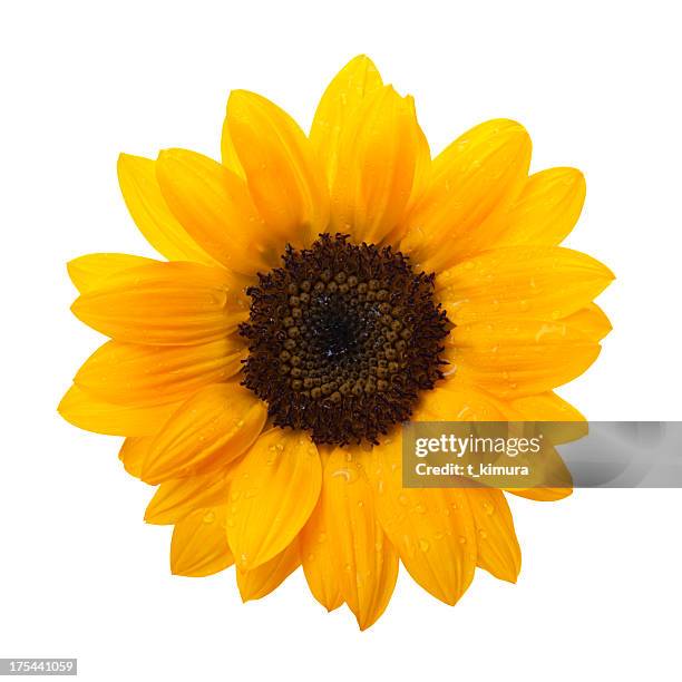 tournesol - tournesol photos et images de collection