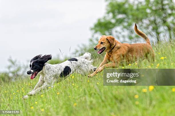 catch me! - spaniel stock pictures, royalty-free photos & images