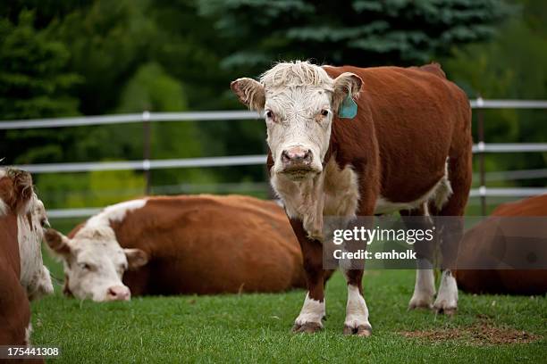 hereford cows in green pasture - hereford stock pictures, royalty-free photos & images