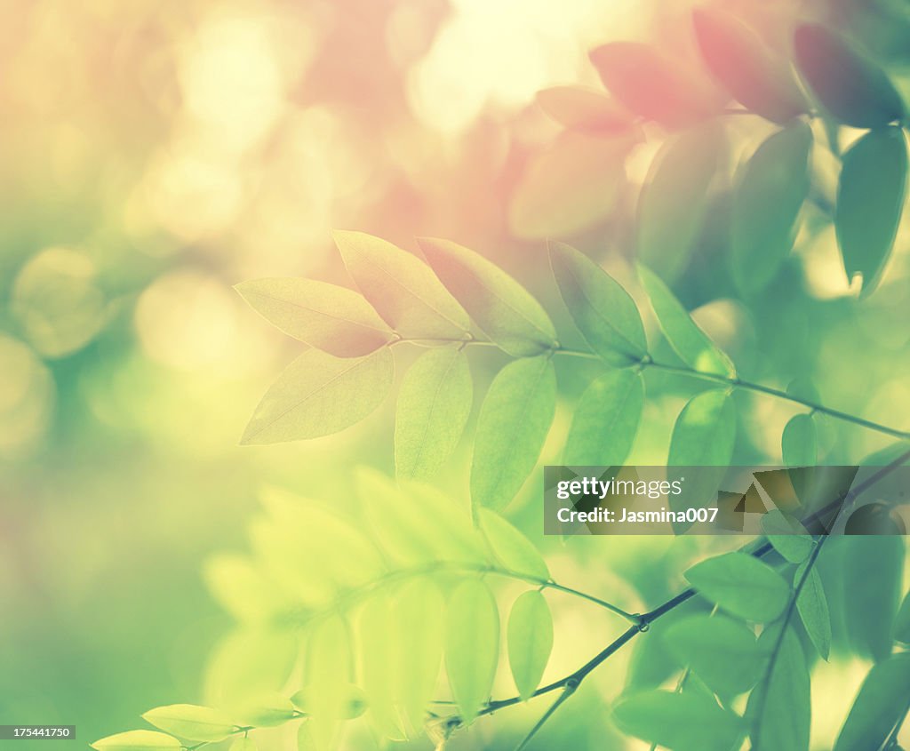 Acacia Leaves