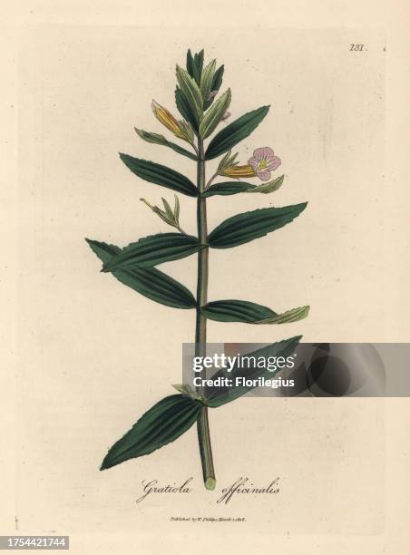 Hedge-hyssop, Gratiola officinalis. Handcoloured copperplate engraving from a botanical illustration by James Sowerby from William Woodville and Sir...