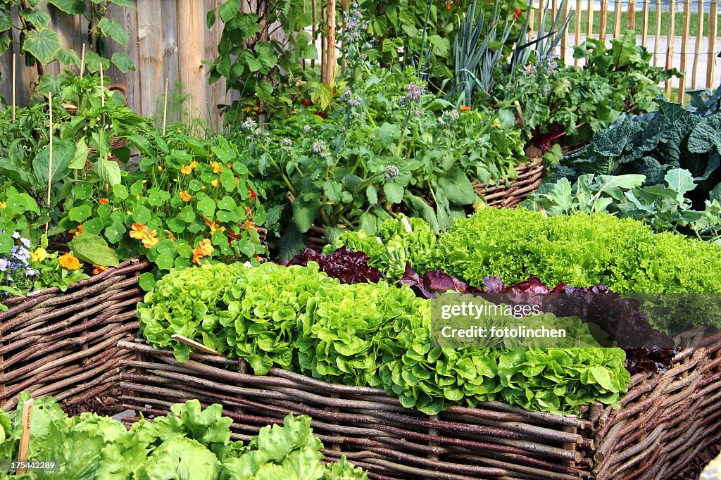 Herbs and vegetables