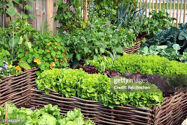 herbs and vegetables - butterhead lettuce stock pictures, royalty-free photos & images