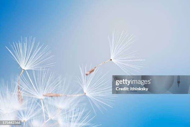 dandelion - paardenbloem stockfoto's en -beelden