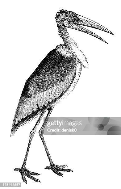 leptoptilos municipality - tilos stock illustrations