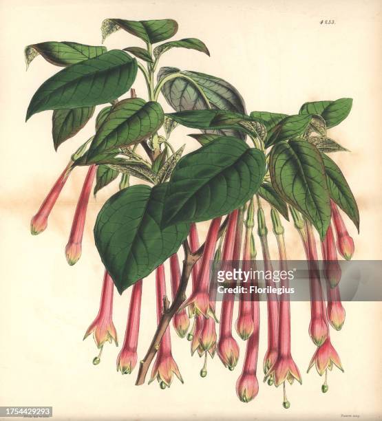 Large-flowered apetalous fuchsia, Fuchsia macrantha. Hand-coloured botanical illustration drawn and lithographed by Walter Hood Fitch for Sir William...