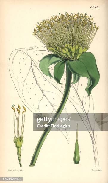 Umbellate leianthus, Leianthus umbellatus. Hand-coloured botanical illustration drawn and lithographed by Walter Hood Fitch for Sir William Jackson...