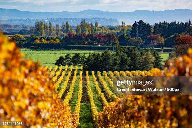 scenic view of vineyard against sky - hawkes bay region fotografías e imágenes de stock