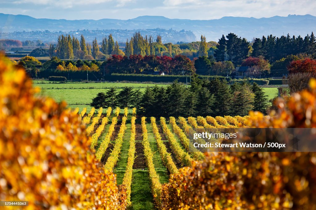 Scenic view of vineyard against sky