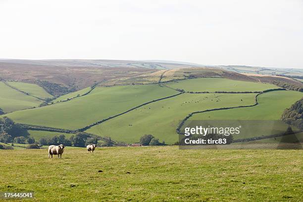 sheep on exmoor in autumn - autumn exmoor stock pictures, royalty-free photos & images