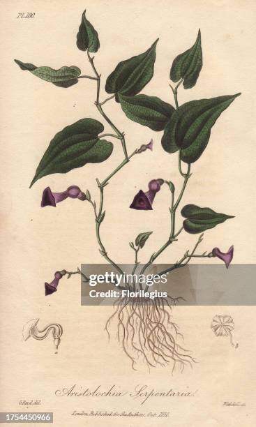 Virginia snakeroot, Aristolochia serpentaria. Handcoloured botanical illustration drawn by G. Reid and engraved on steel by Edward Smith Weddell from...