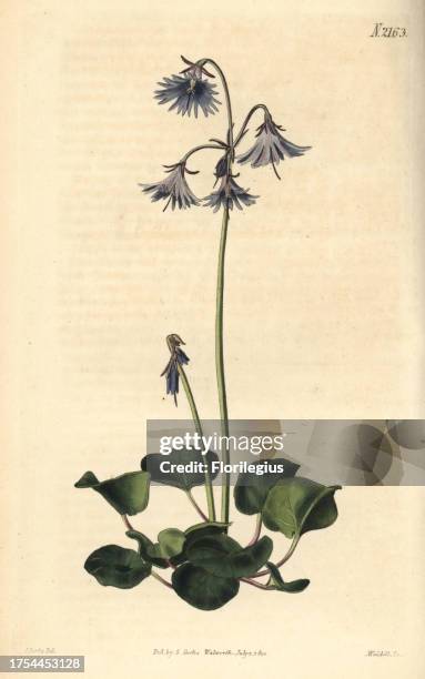 Clusius' greater soldanella, Soldanella clusii. Handcoloured copperplate engraving drawn by John Curtis and engraved by Weddell from 'Curtis's...