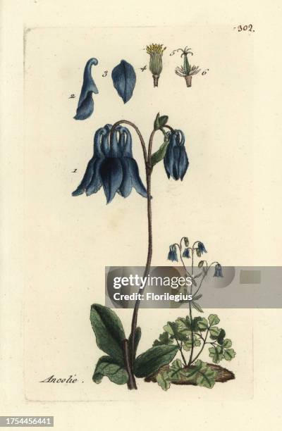 Columbine, Aquilegia vulgaris. Handcoloured botanical drawn and engraved by Pierre Bulliard from his own 'Flora Parisiensis,' 1776, Paris, P. F....