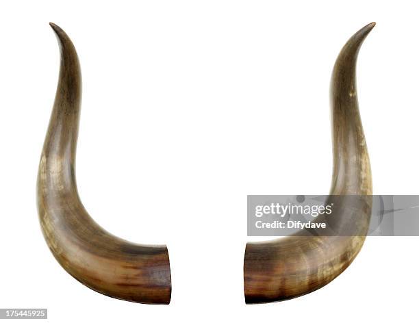 cattle horns isolated on white - gehoornd stockfoto's en -beelden