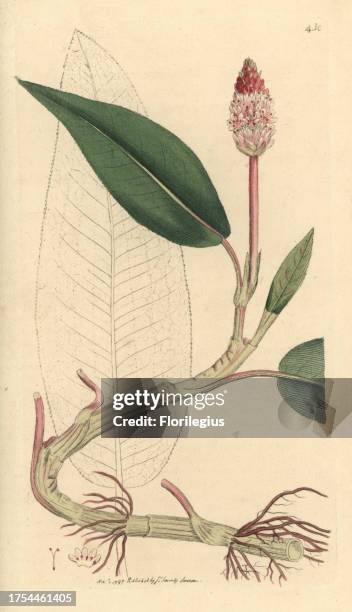 Amphibious persicaria or water knotweed, Polygonum amphibium. Handcoloured copperplate engraving from a drawing by James Sowerby for Smith's 'English...