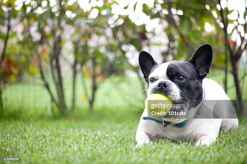 French bulldog