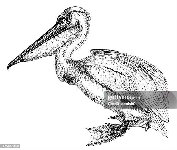 stockillustraties, clipart, cartoons en iconen met pelican - pelikaan