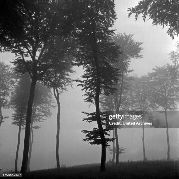 Foggy forest in fall at Weinfeld near Daun in the Eifel region, Germany 1930s.