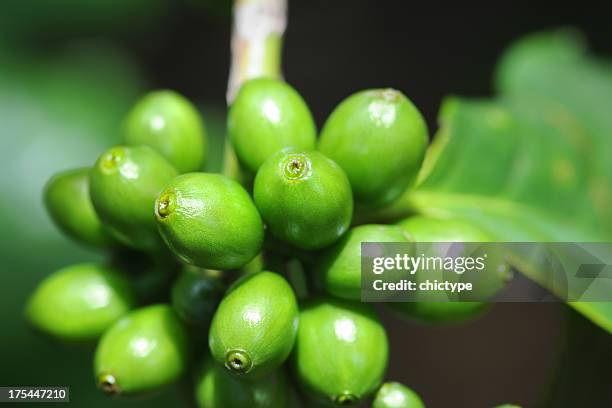 coffee beans - raw coffee bean stock pictures, royalty-free photos & images