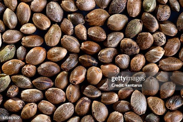 hemp seed background - marijuana seeds stock pictures, royalty-free photos & images